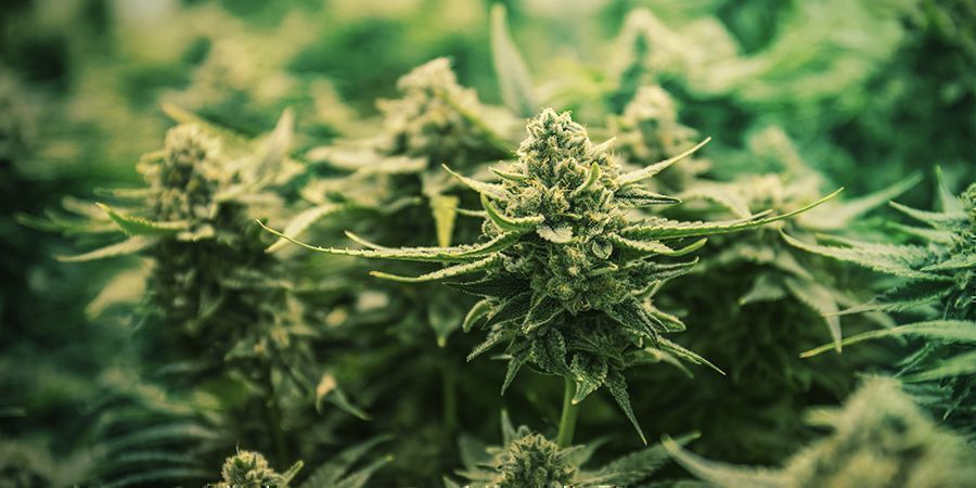 KORZYŚCI Z NIEPRZYCINANIA