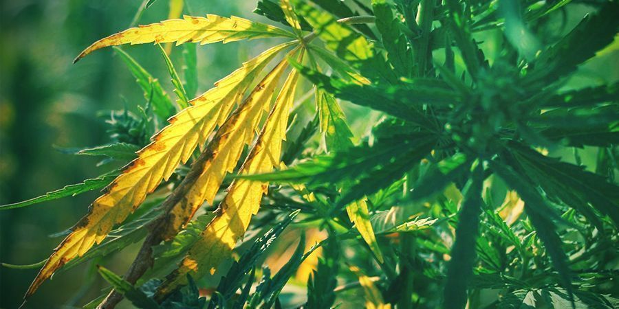 MARTWE LUB CHORE LIŚCIE