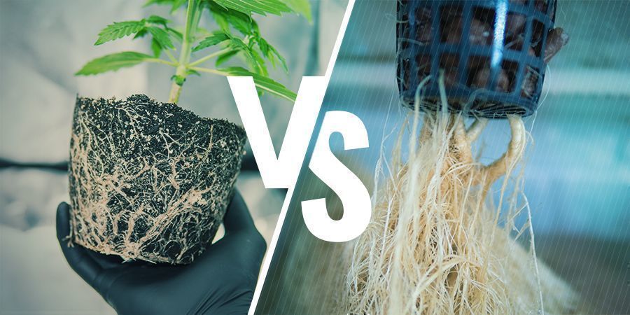 Przycinanie korzeni powietrzem vs przycinanie ręczne