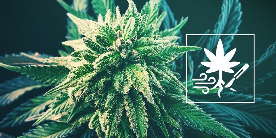 Jak zwiększyć plony konopi dzięki przycinaniu korzeni