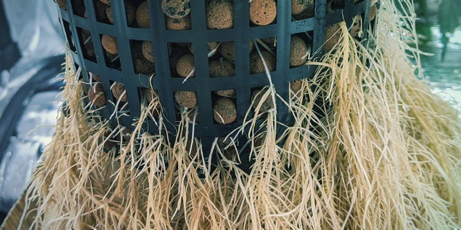 Jak przycinać korzenie w systemach hydroponicznych