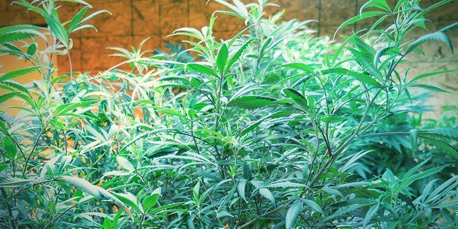 Dlaczego przycinanie korzeni jest kluczowe u roślin matecznych