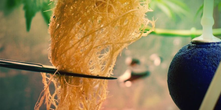 Na czym polega przycinanie korzeni konopi?