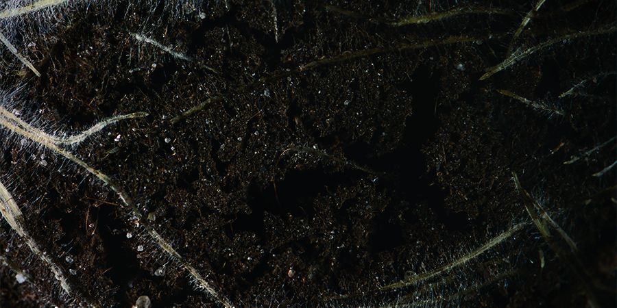 Co zrobić z przyciętymi korzeniami marihuany?