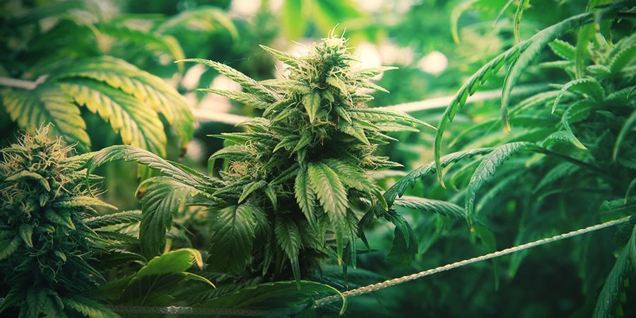 Metoda ScrOG dla maksymalnych plonów METODA SCROG DLA MAKSYMALNYCH PLONÓW