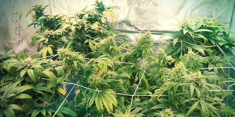 Poziome kratowanie HORIZONTAL TRELLISING