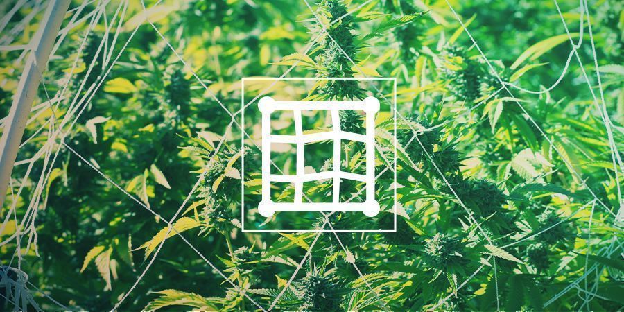 Trellising Cannabis Trellising Cannabis