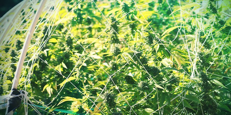 Pionowe rusztowanie PIONOWE RUSZTOWANIE