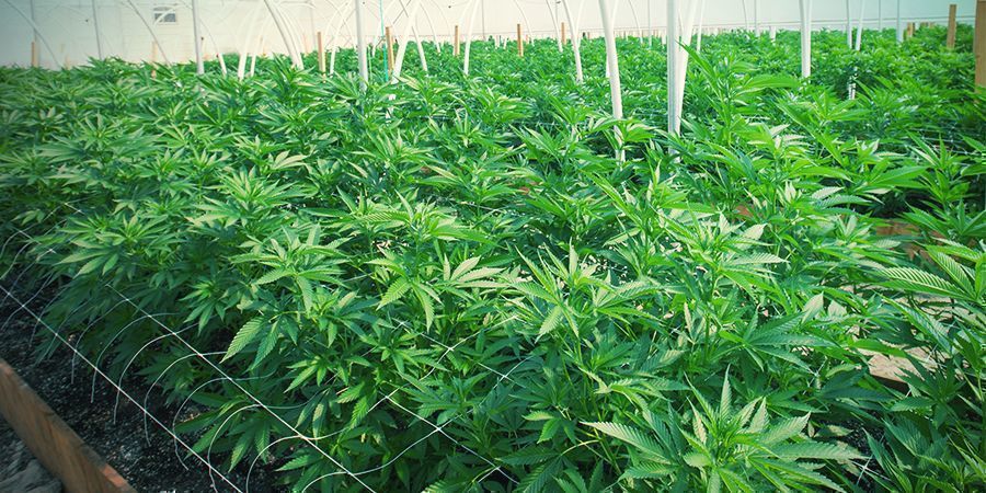 Zalety i wyzwania stosowania kratownic przy uprawie konopi BENEFITS AND CHALLENGES OF TRELLISING CANNABIS