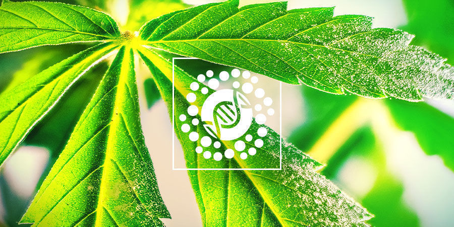 Wszystko o pyłku i rozmnażaniu konopi