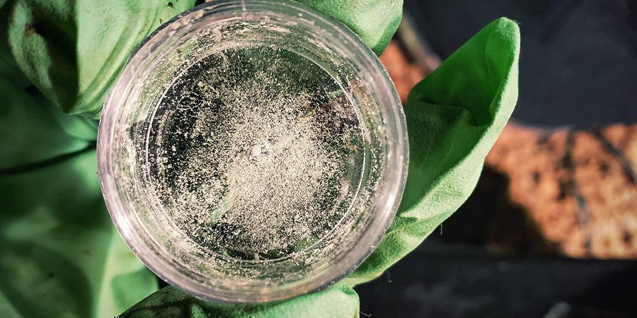 Jak przechowywać pyłek