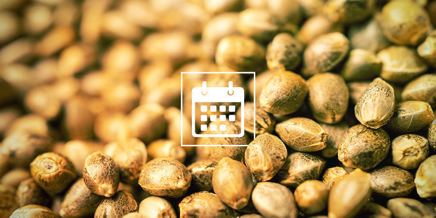 Zaplanuj zapylanie i krzyżowanie już dziś