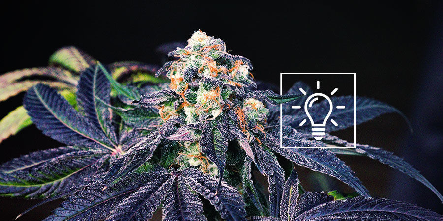 Na co zwrócić uwagę przy krzyżowaniu konopi