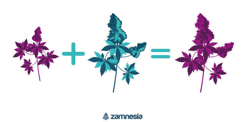 Kompensacyjne krzyżowanie