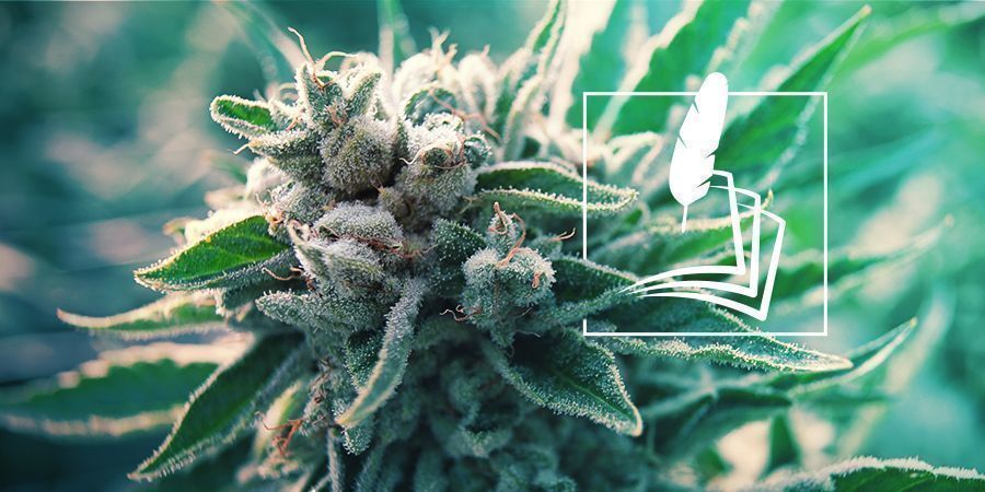 Historia konopi historia konopi