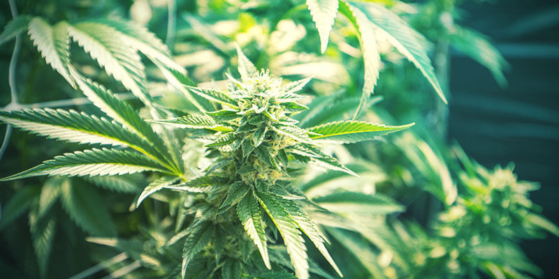 Cannabis Sativa i Cannabis Indica