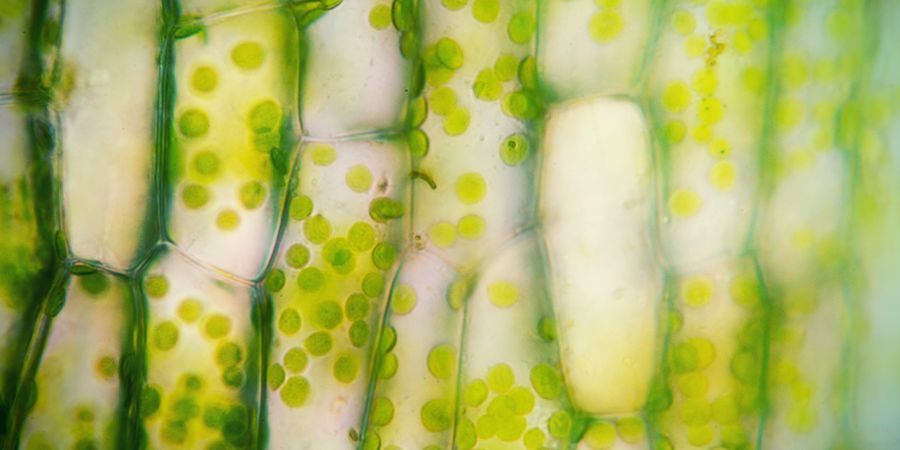 Chloroplasty CHLOROPLASTS