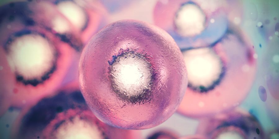 Retikulum endoplazmatyczne ENDOPLASMIC RETICULUM