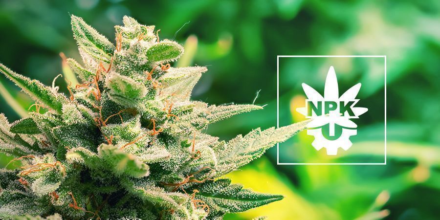 Czy automaty potrzebują składników odżywczych?