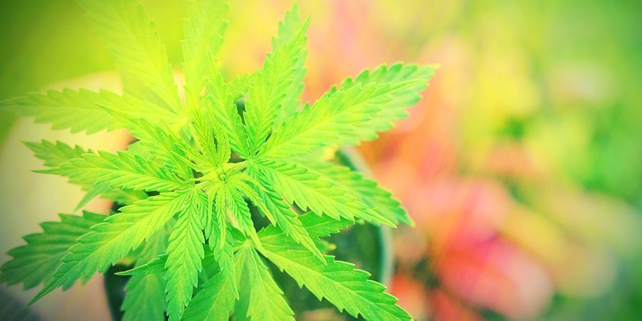 Czy automaty potrzebują składników odżywczych?