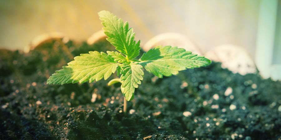 Czy można uprawiać automaty bez nawozów?