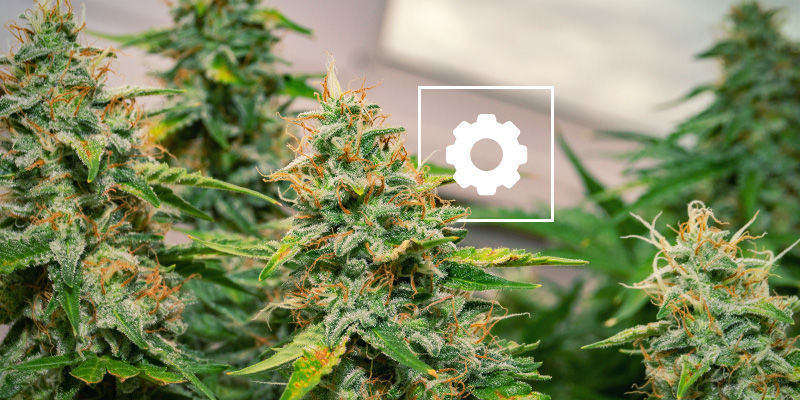 Dodaj dziś trochę Automatów do swojej uprawy