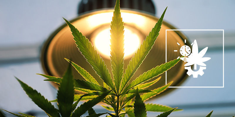 Ile światła potrzebują rośliny automat?