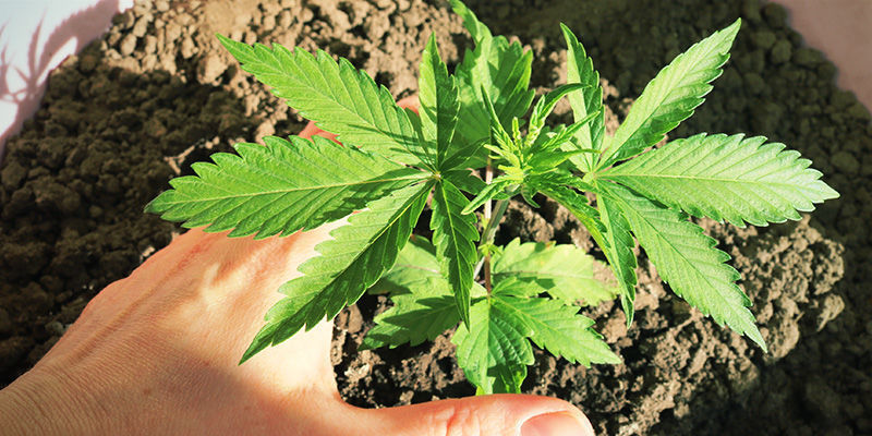 Jak zapewnić optymalne światło automatom uprawianym na zewnątrz?