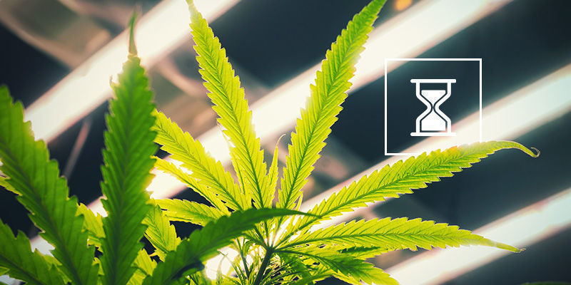 Czy powinieneś zmieniać cykl światła dla automatów?