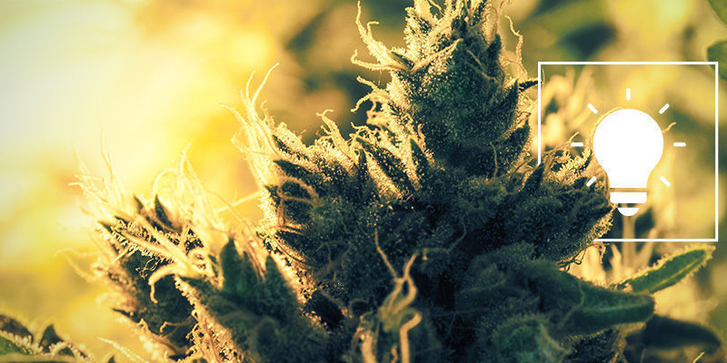 Znaczenie zoptymalizowanego oświetlenia dla automatów