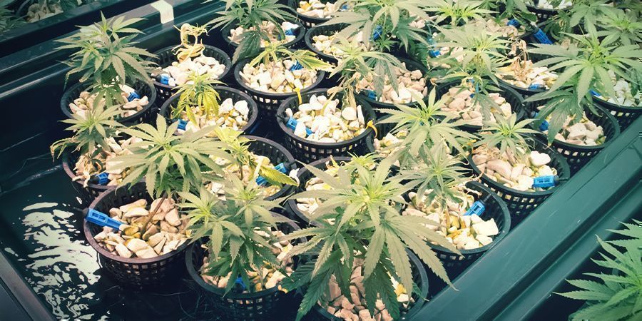 Czym są aeroponika i aero-hydroponika?