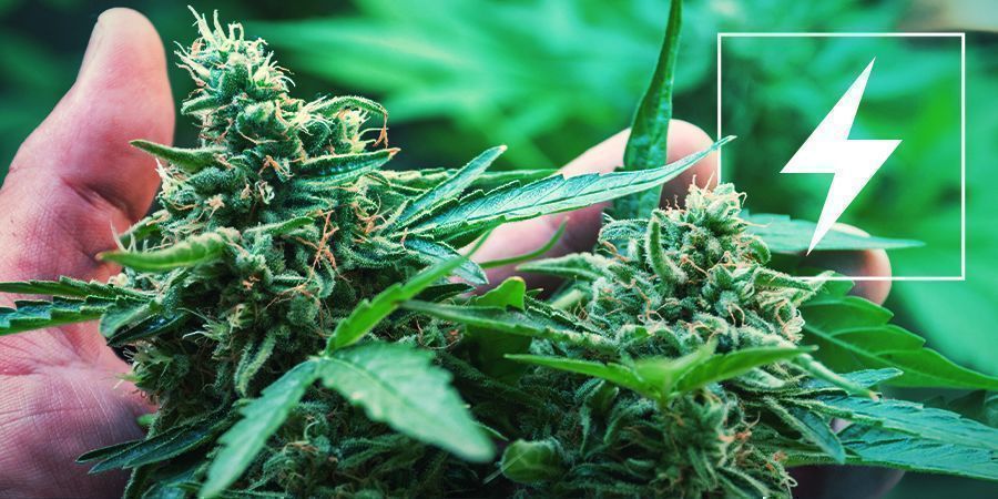 Elektryczność a uprawa marihuany
