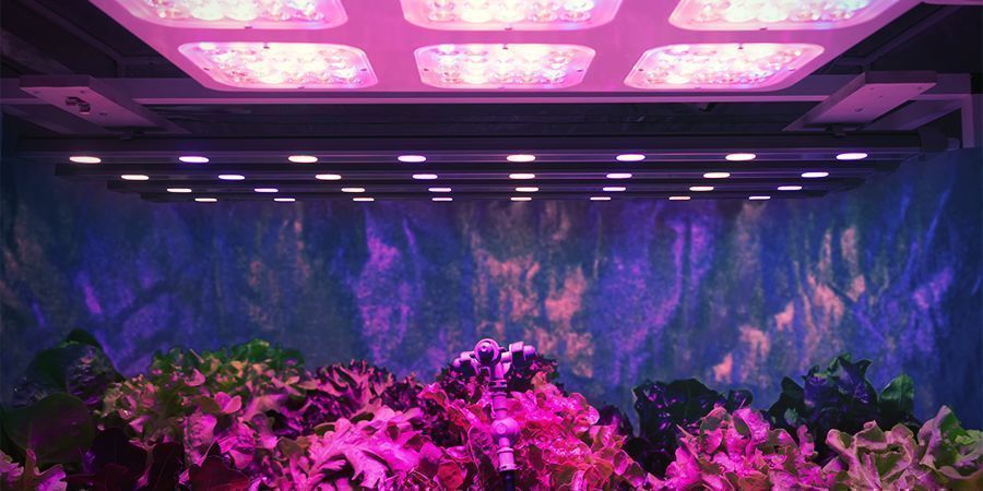 Moc światła na roślinę