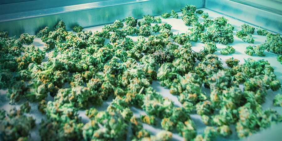 Oczekiwane zbiory i sposoby na zwiększenie plonu