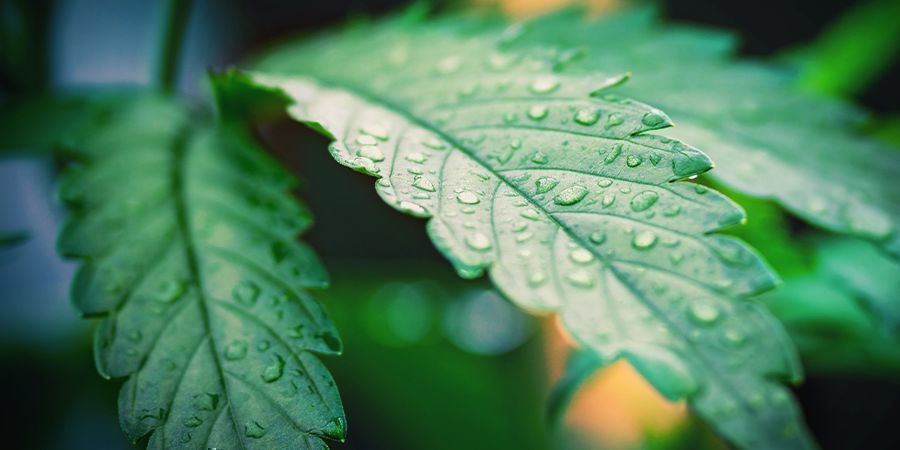 Czym jest RH (wilgotność względna)?