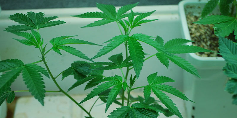 Cykl życia rośliny konopi