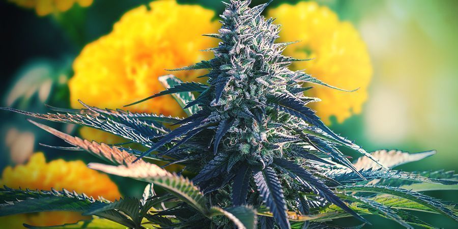 Krok 3: Ustal, gdzie będziesz uprawiać rośliny i przygotuj stanowisko, jeśli to konieczne