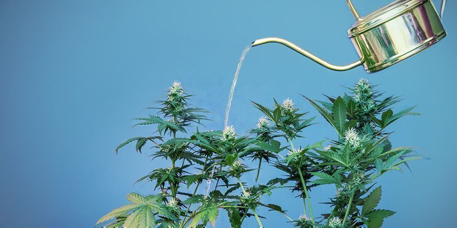 KROK 6: ZADBASZ O ROŚLINY, DAJĄC IM WODĘ I SKŁADNIKI ODŻYWCZE