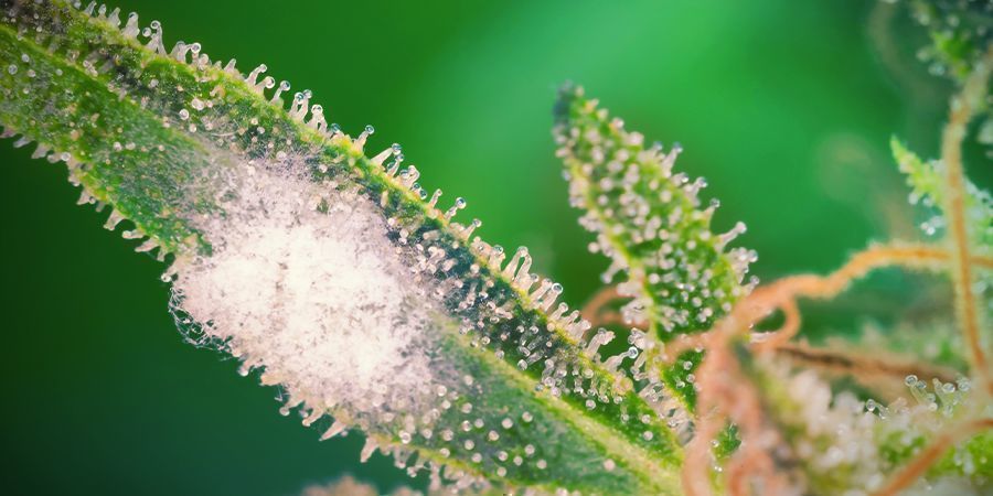 KROK 7: CHROŃ ROŚLINY KONOPI PRZED PLEŚNIĄ I SZKODNIKAMI ORAZ OBSERWUJ LIŚCIE