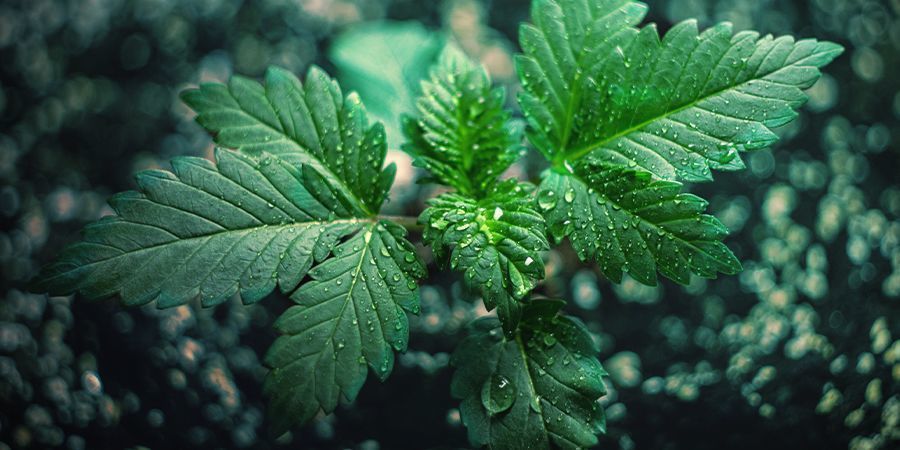 Utrzymanie partyzanckiej uprawy marihuany