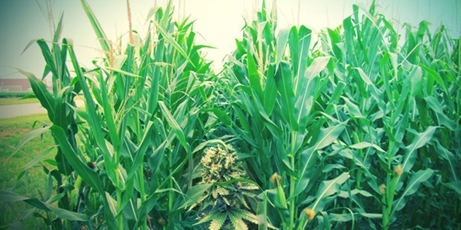 Na czym polega uprawa partyzancka?