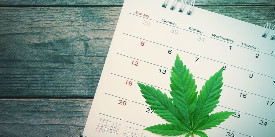 Kiedy zacząć partyzancką uprawę marihuany