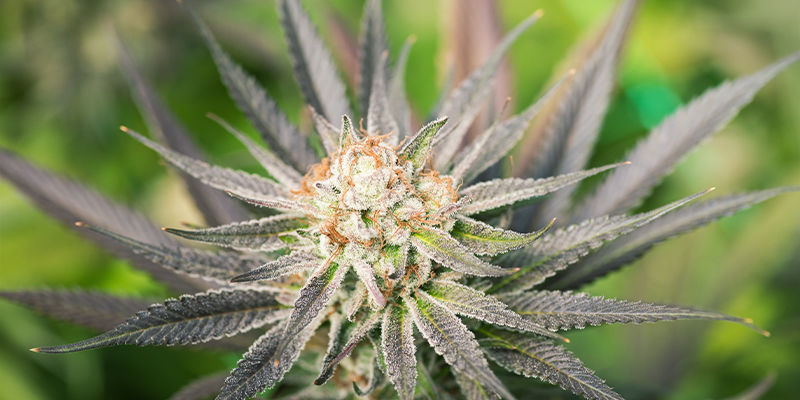 Uprawa automatów na zewnątrz