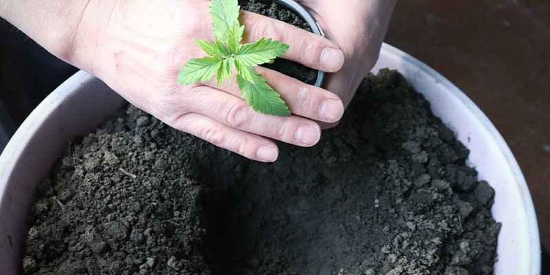 Przenoszenie roślin na zewnątrz (maj)