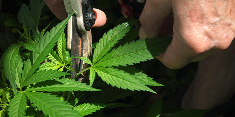 Trening, topping, przycinanie (czerwiec, lipiec, sierpień)