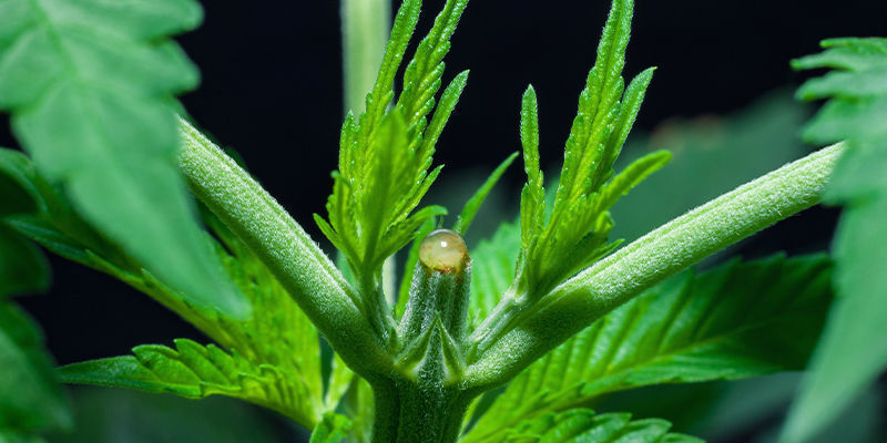 Trenowanie, topping, przycinanie (maj, czerwiec, lipiec, sierpień)