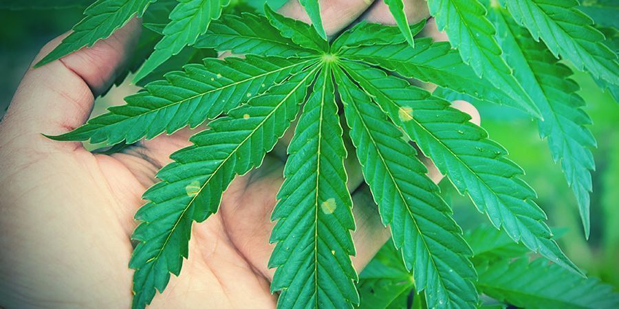 Żółte plamy na liściach