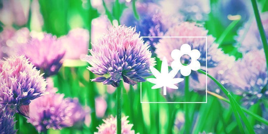 Rośliny towarzyszące dla marihuany: szczypiorek