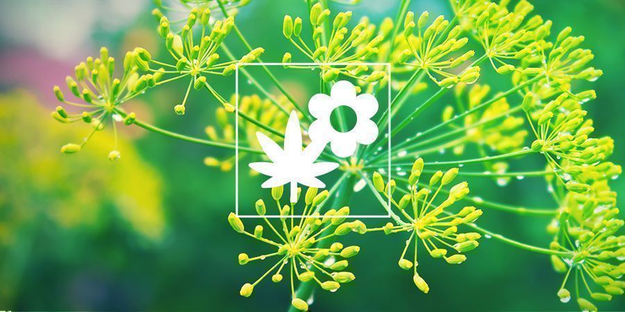 Uprawa towarzysząca konopiom: koper