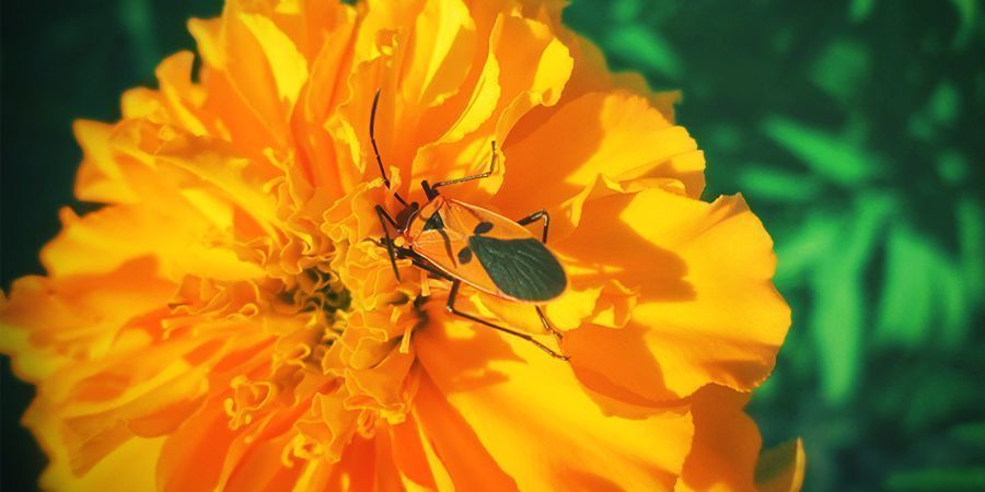 rozważ stworzenie zewnętrznej warstwy ochronnej z tych roślin wokół grządki z konopiami